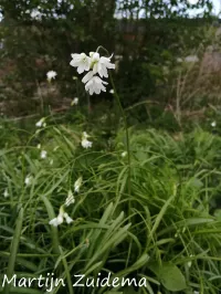 Bochtig look [Allium zebdanense] 